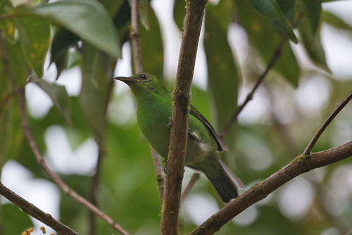 Female Green Honeycreeper